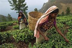Чай в Индии будут производить в соответствии с экологическими стандартами